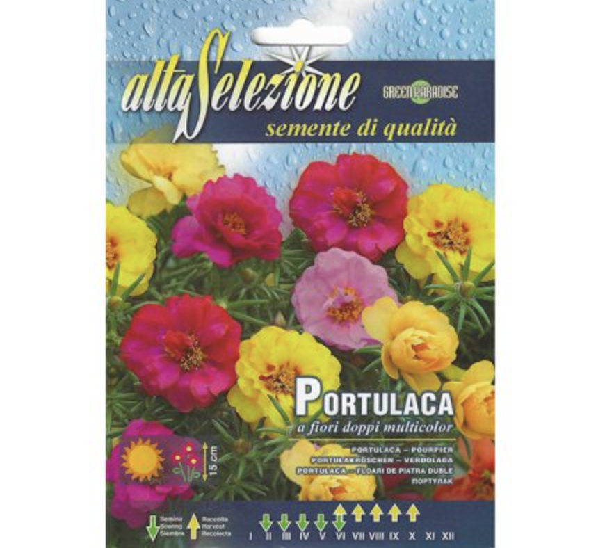 Portulaca "Portulaca a Fiori Doppi Multicolor" Seeds by Alta Selezione