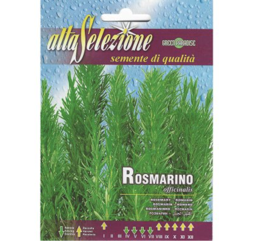 Rosemary "Rosmarino Officinalis" Seeds by Alta Selezione