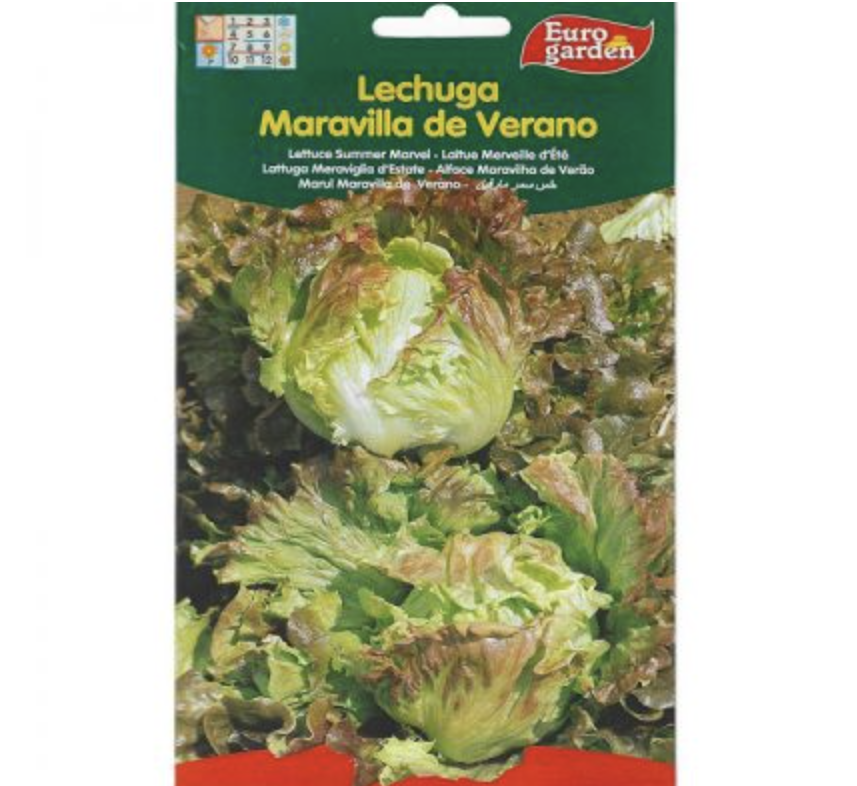 Lettuce Summer Marvel Premium Quality Seeds by EuroGarden