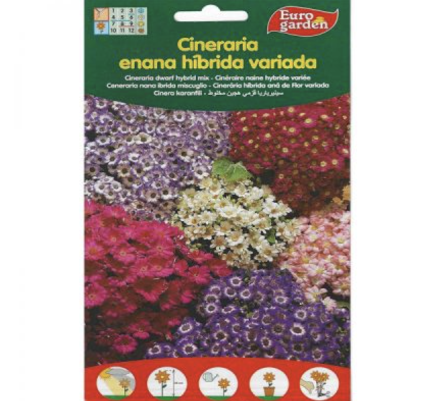 Cineraria Dwarf Hybrid Mix Premium Quality Seeds by EuroGarden
