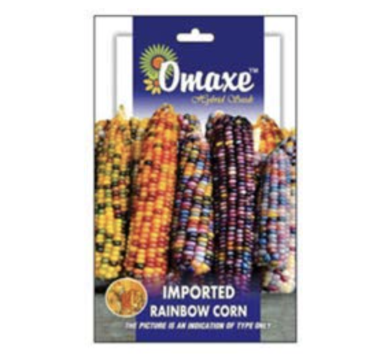 Imported Rainbow corn Seeds by Omaxe