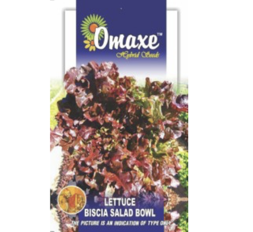 Lettuce Biscia "Salad Bowl" Hybrid Seeds by Omaxe