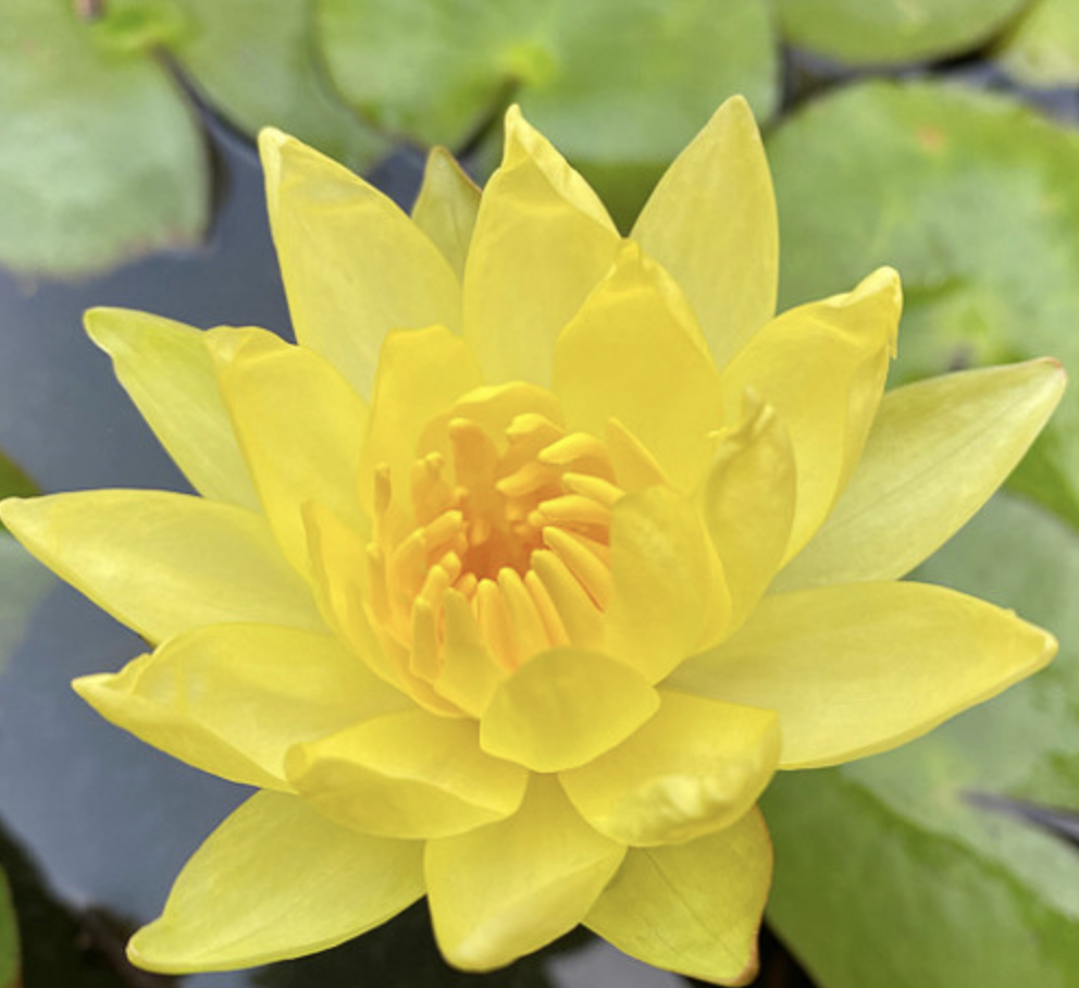 Water Lily Nymphaea mexicana "Yellow"