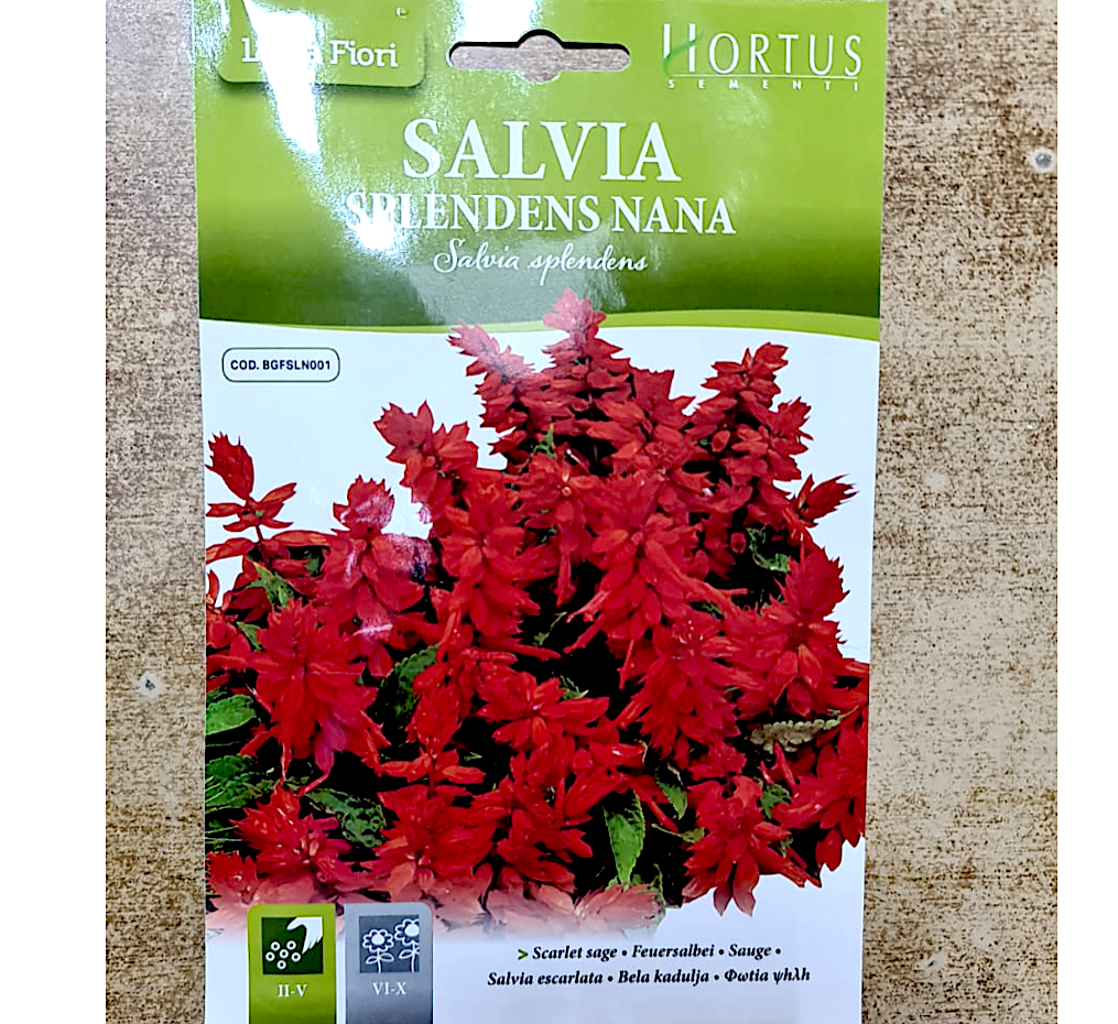 Salvia Flower Seeds "Splendens Nana" by Hortus