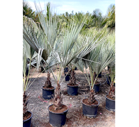 Brahea armata "Mexican Blue Palm" 80 - 100cm overall height