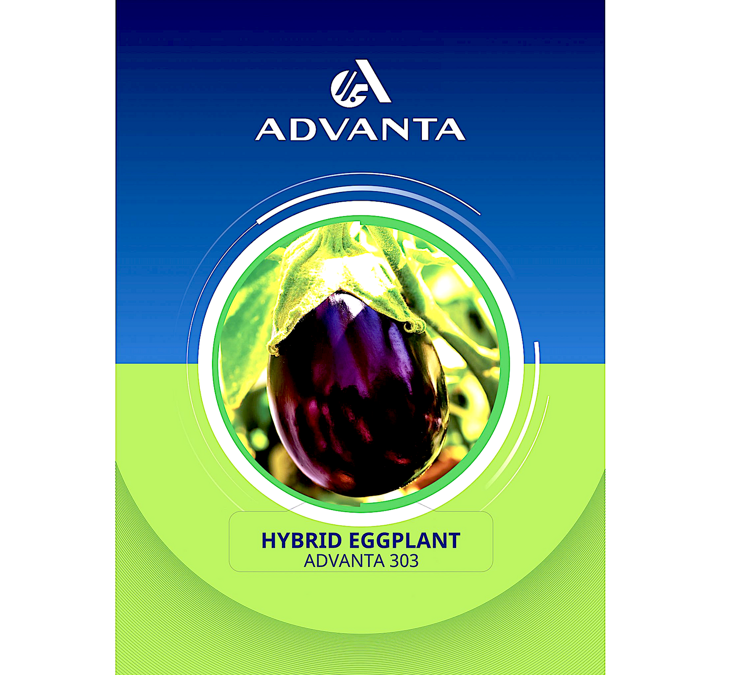 Advanta 303 Hybrid Eggplant Seeds 5g