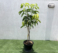 Mango Plant "Sindhri Pakistan" One of The World's Best Mangoes 1.2-1.5m