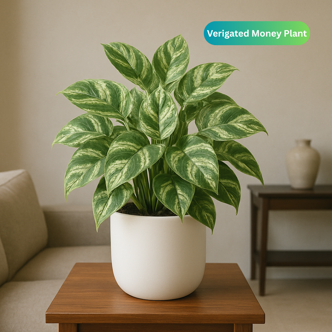 Money Plant “Epipremnum aureum"
