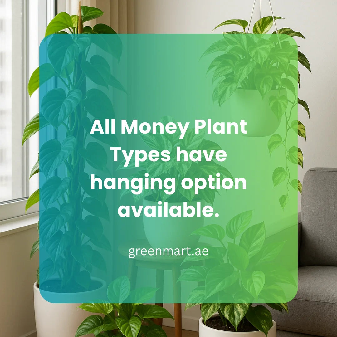 Money Plant “Epipremnum aureum"