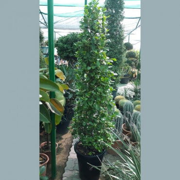 Ficus diversifolia "Cone Shape"