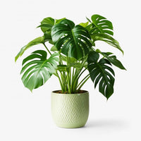 A potted Monstera deliciosa, also known as Swiss Cheese Plant, with green leaves visible through the pot's window.