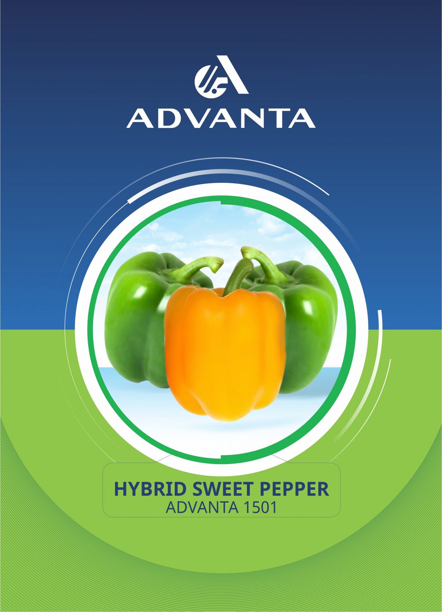 Advanta 1501 Hybrid Sweet Pepper Seeds 2g