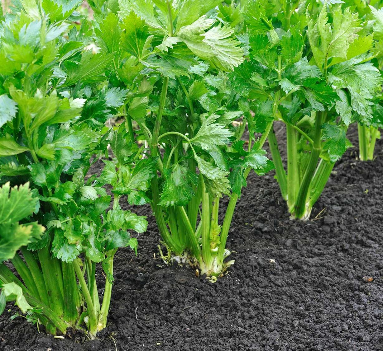Celery Agrimax Seeds