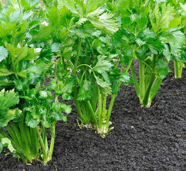 Celery Agrimax Seeds