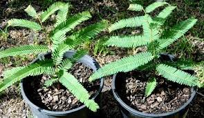 Phyllanthus Emblica "Indian Gooseberry-Emblica" 0.7-0.9m