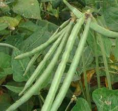 Cowpea Agrimax Seeds