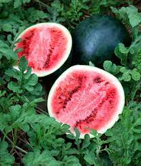 Sugar Baby Watermelon Agrimax Seeds