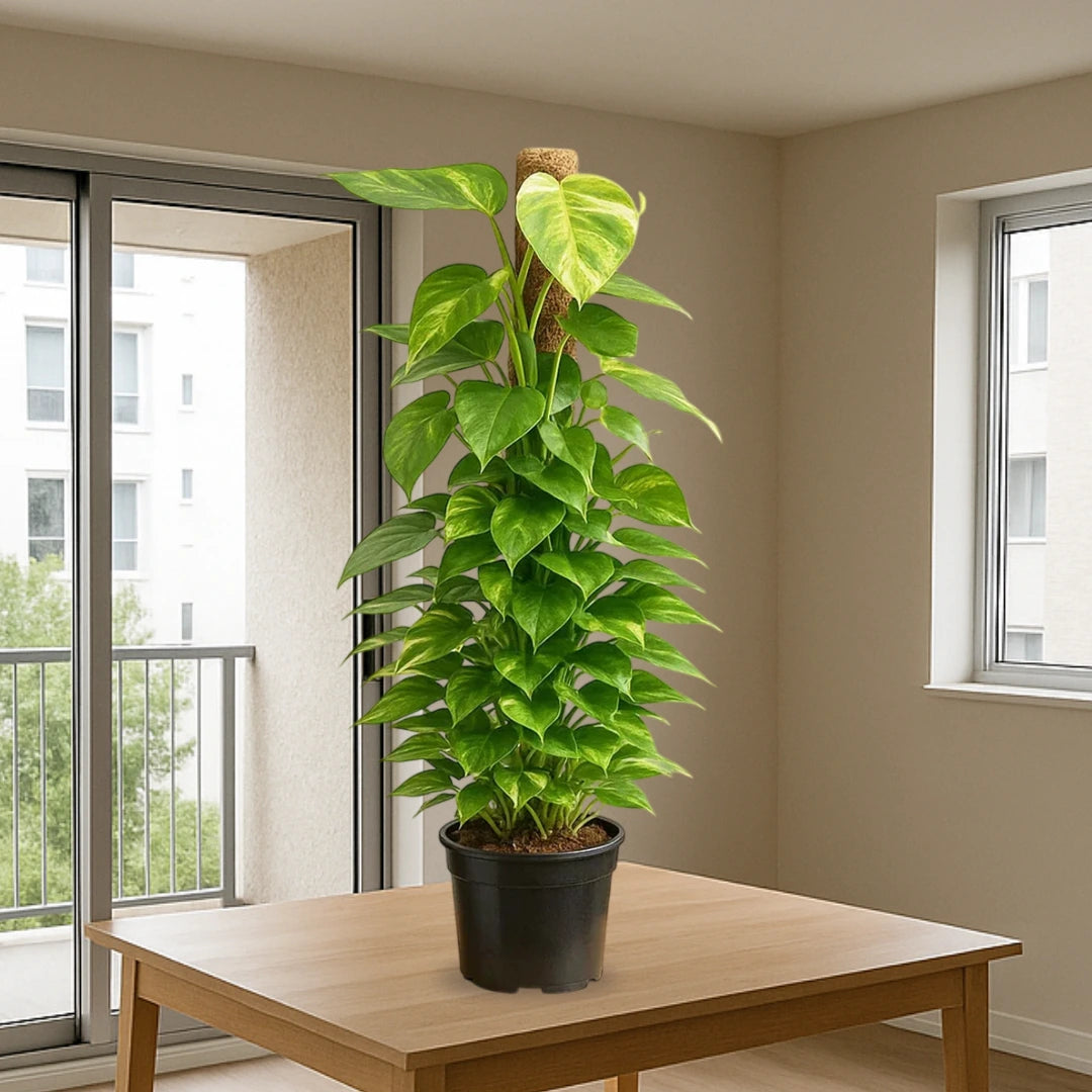 Money Plant “Epipremnum aureum"