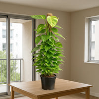 Money Plant “Epipremnum aureum"