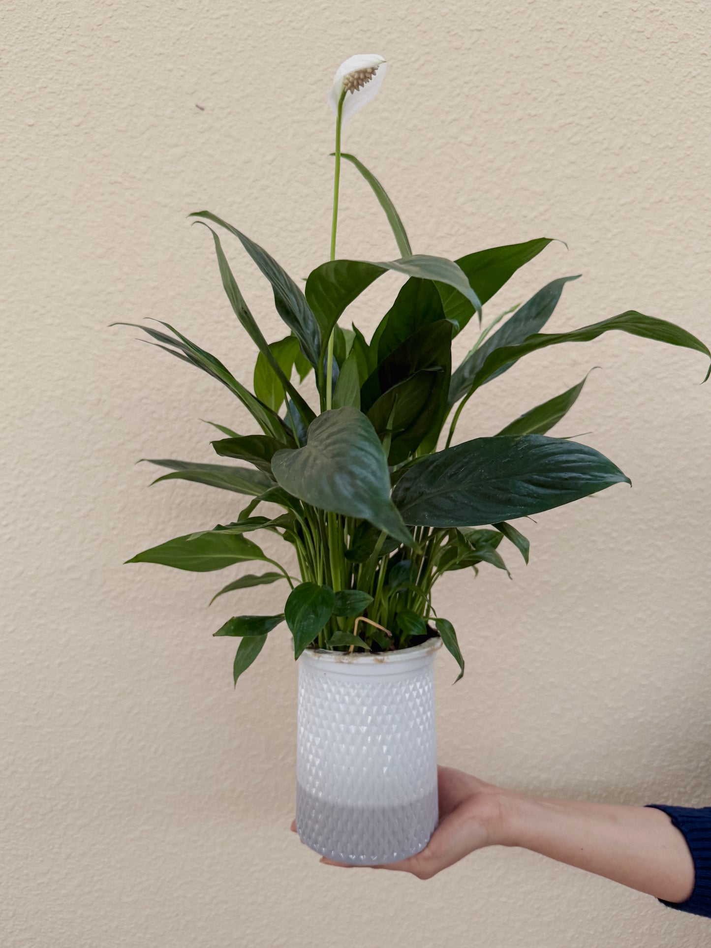 Air Purifying Bundle