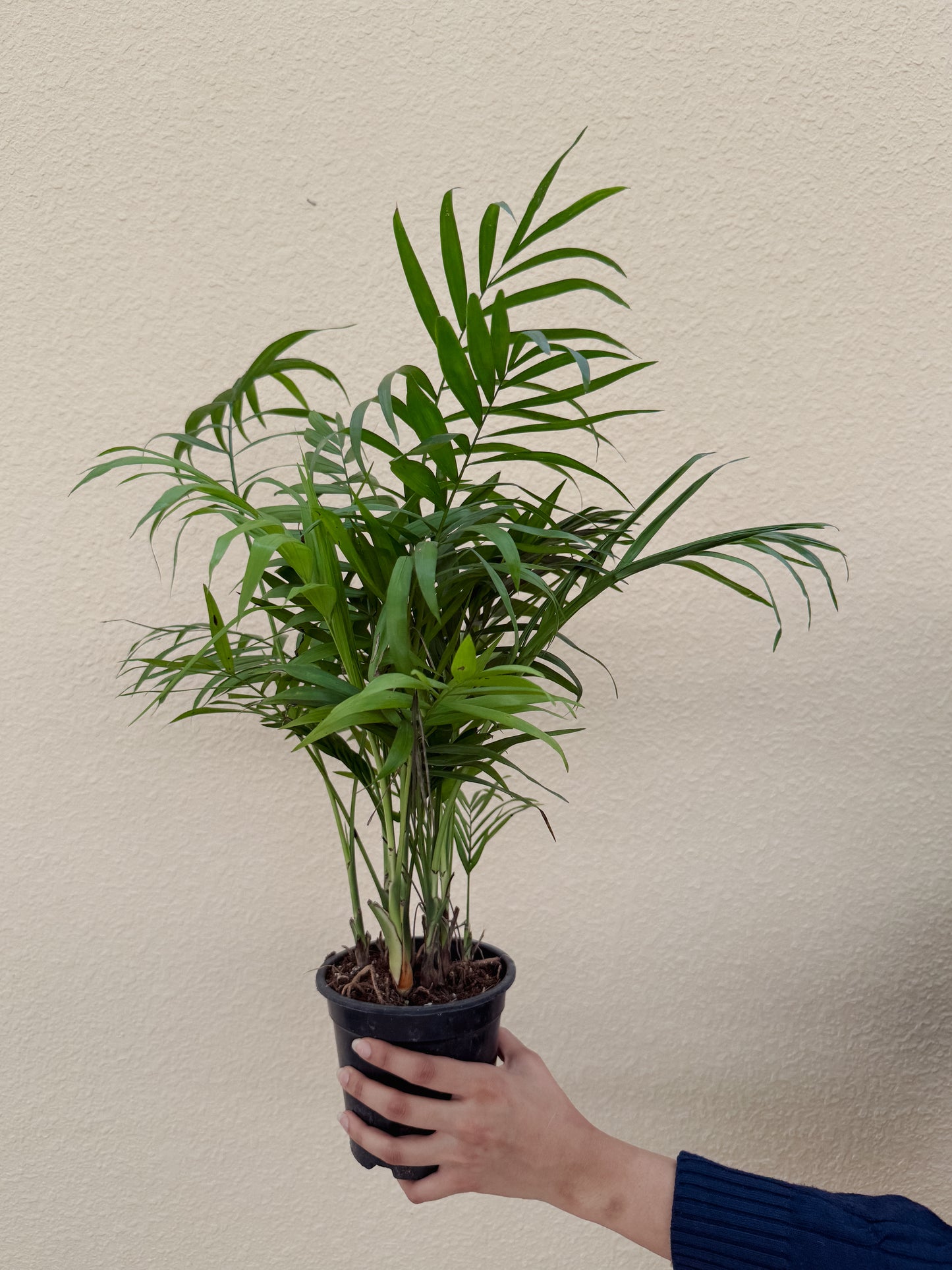 Air Purifying Bundle