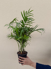 Air Purifying Bundle