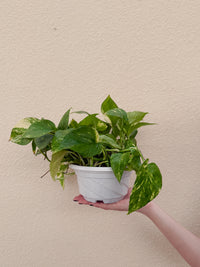 Air Purifying Bundle
