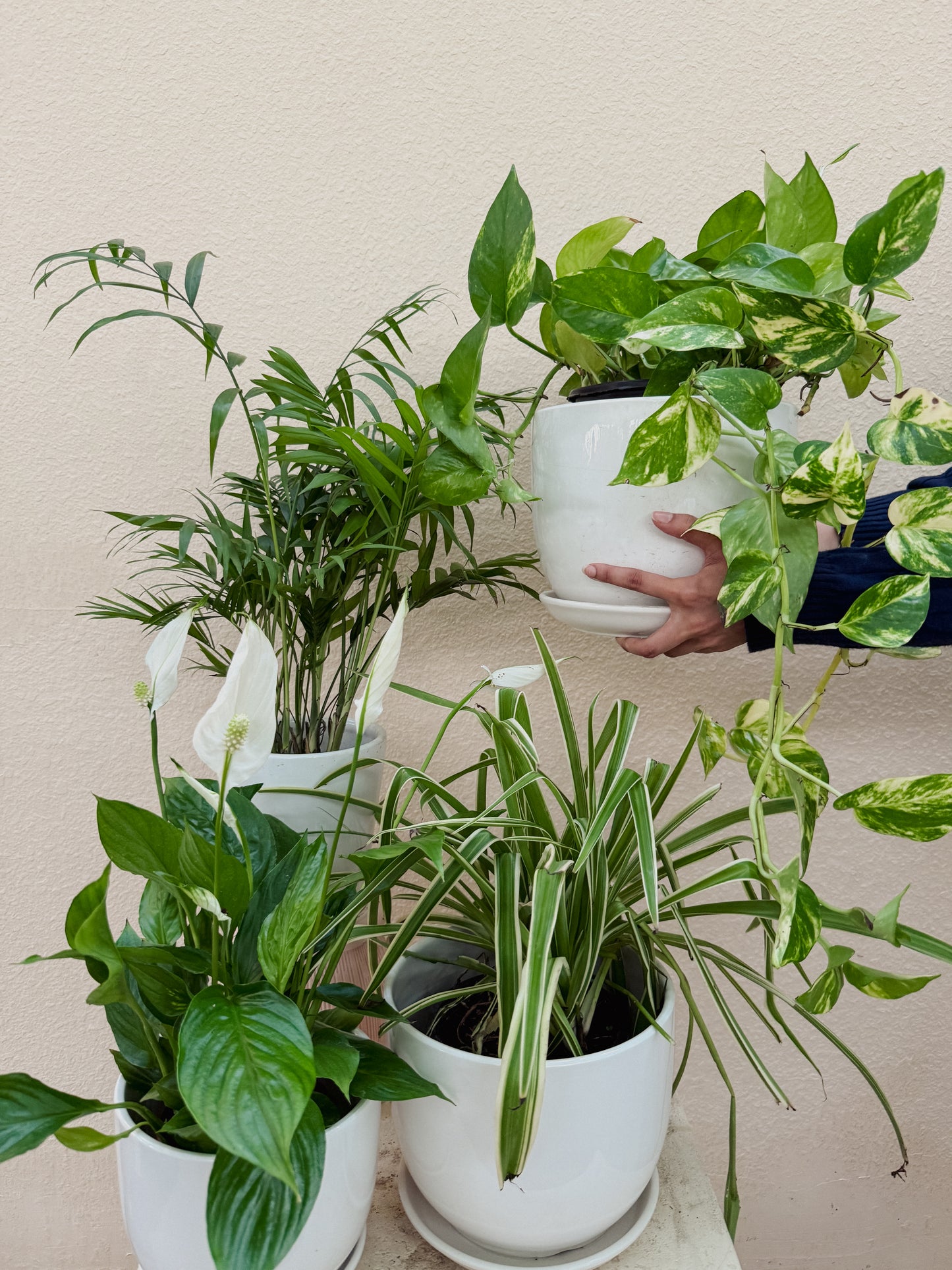 Air Purifying Bundle
