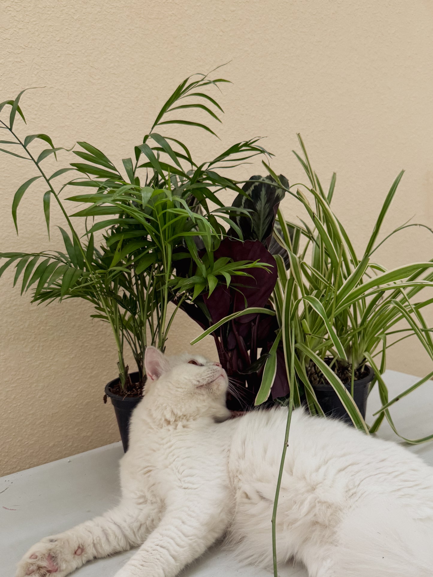 Pet Safe Bundle