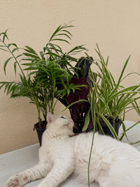 Pet Safe Bundle