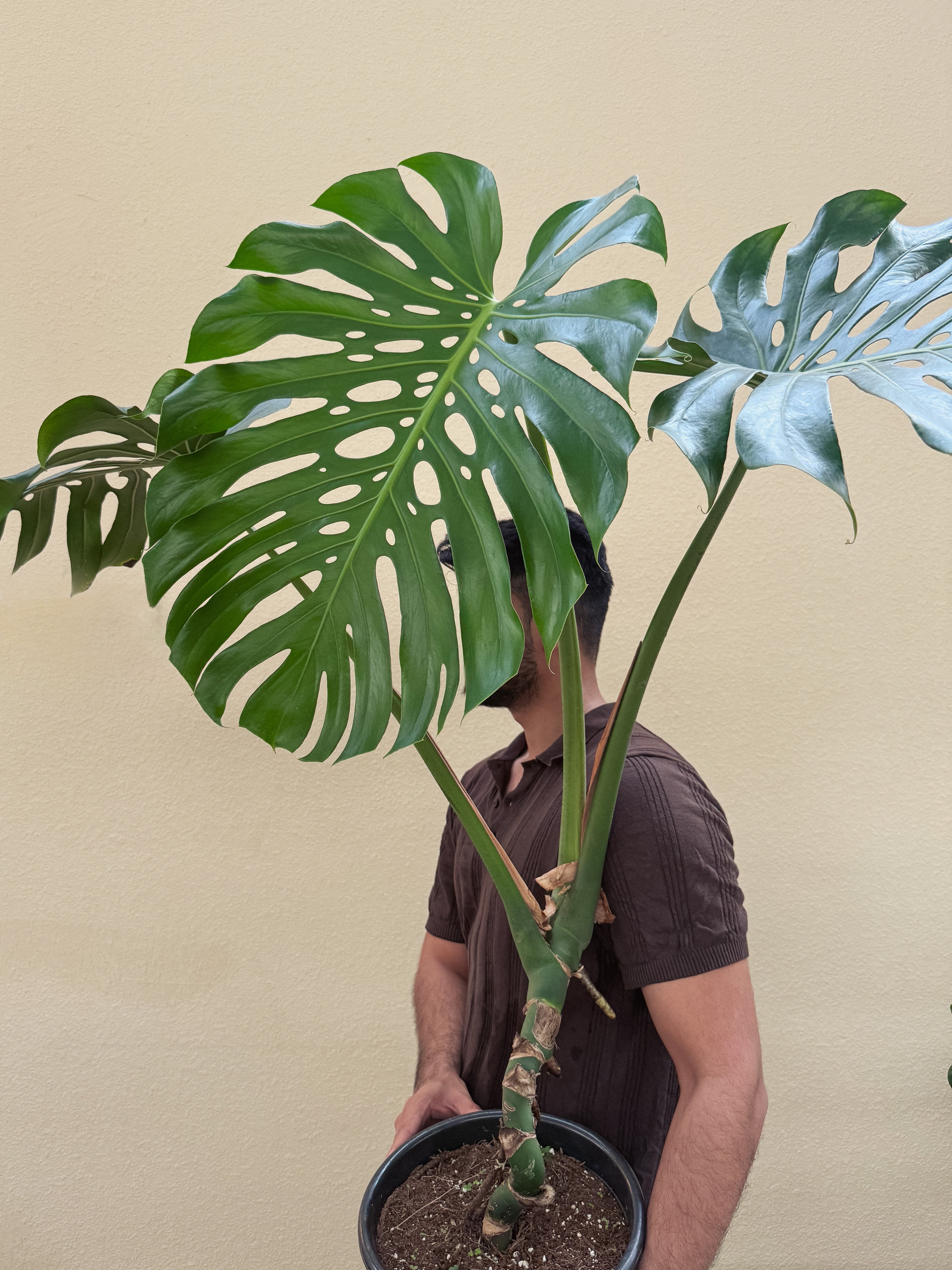 Monstera deliciosa “The Hurricane or Swiss Cheese Plant” 110-130cm