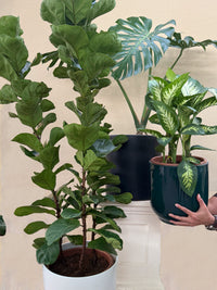 Big Leaf Stunners
