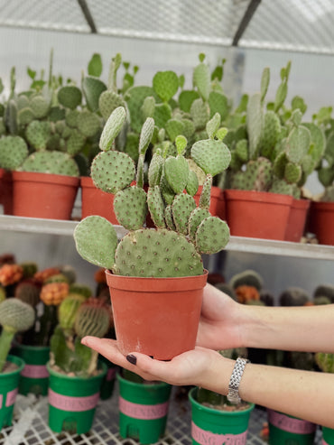 Desert Duo Cactus Bundle