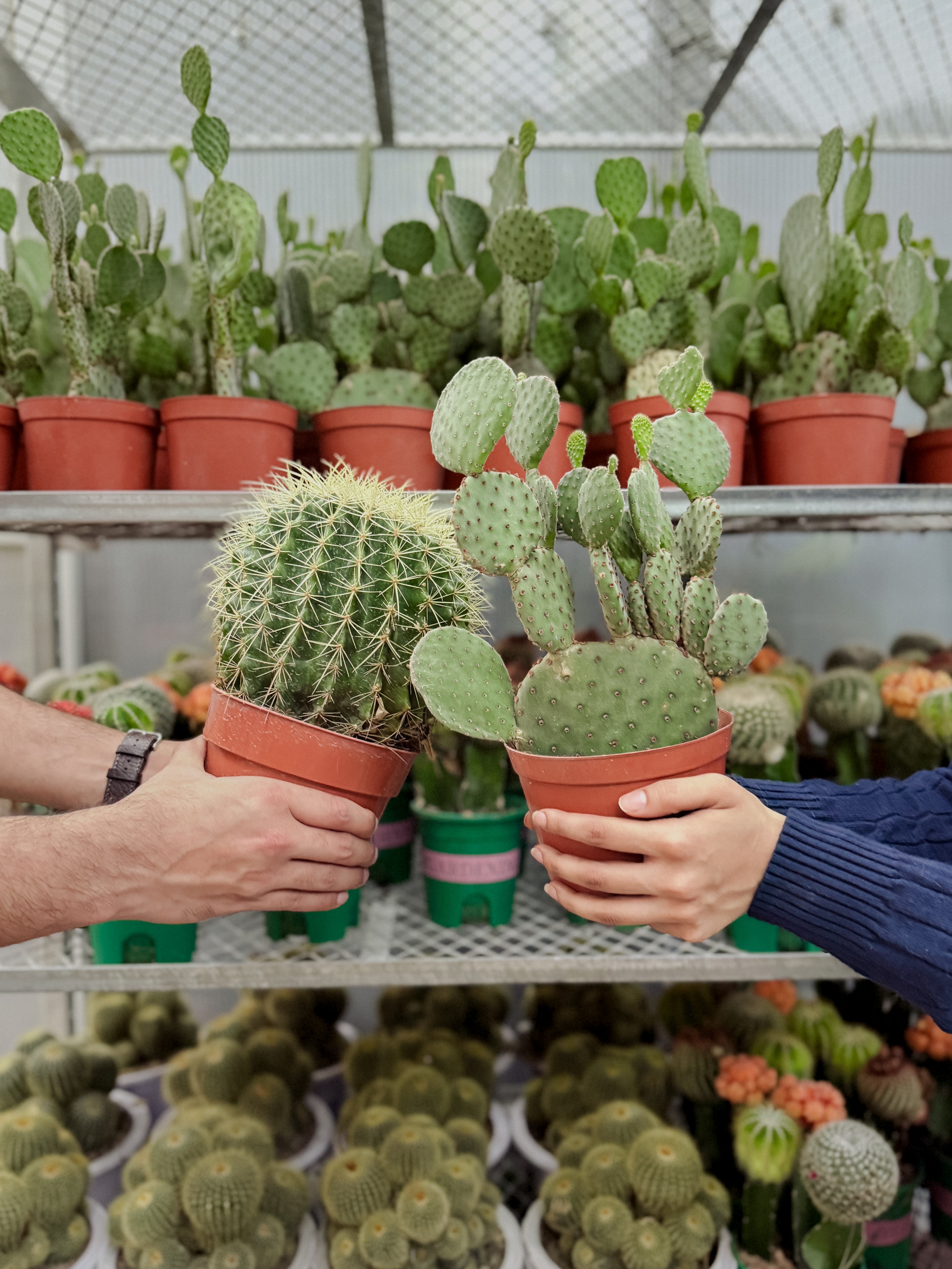 Desert Duo Cactus Bundle