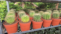 Echinocactus grusonii, Golden Barrel Cactus, Mother-in-law Cushion or Ball Cactus