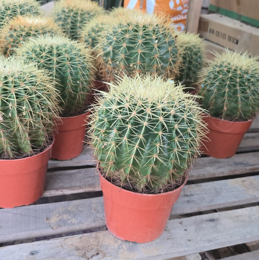 Echinocactus grusonii, Golden Barrel Cactus, Mother-in-law Cushion or Ball Cactus