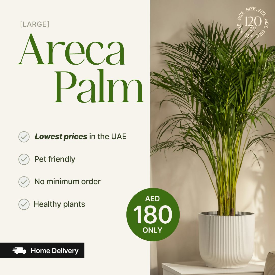 Areca Palm plant in a pot with promotional text on a white background