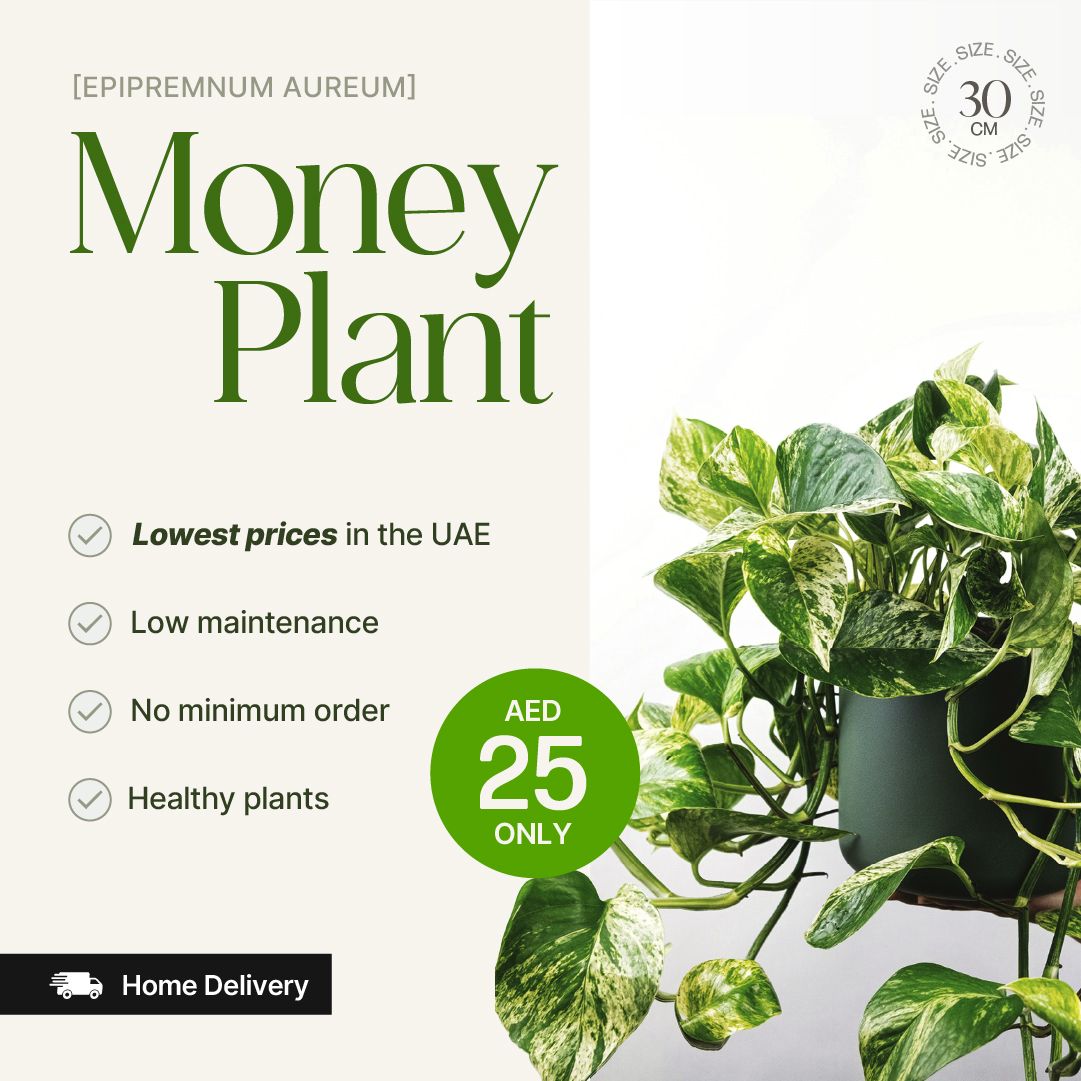 Money Plant (Epipremnum aureum) Small - 30 cm