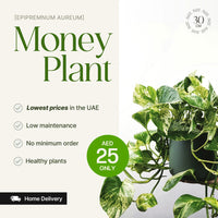 Money Plant (Epipremnum aureum) Small - 30 cm