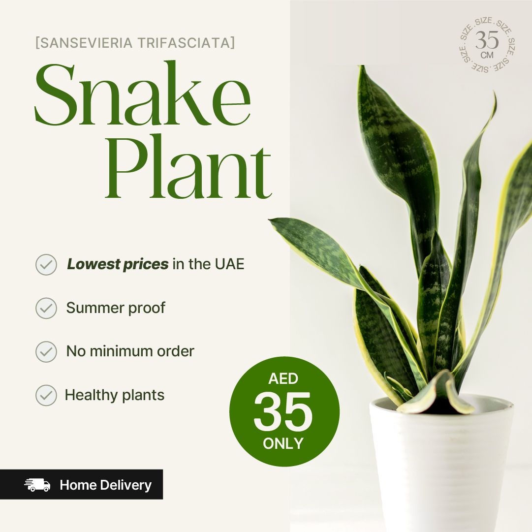 Snake plant with promotional text and pricing on a white background
