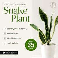Snake plant with promotional text and pricing on a white background