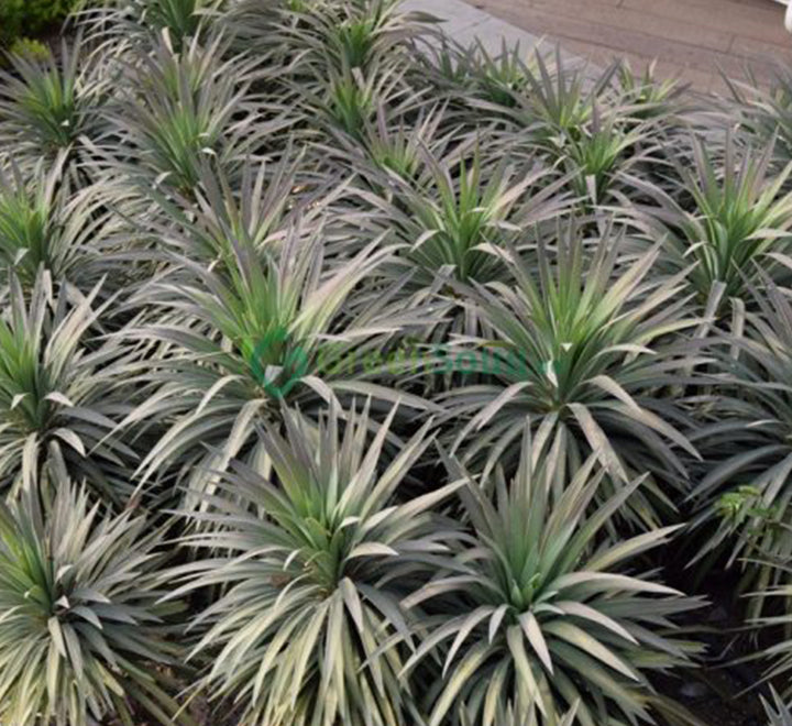 Yucca desmetiana Or Blue Boy 40-60cm
