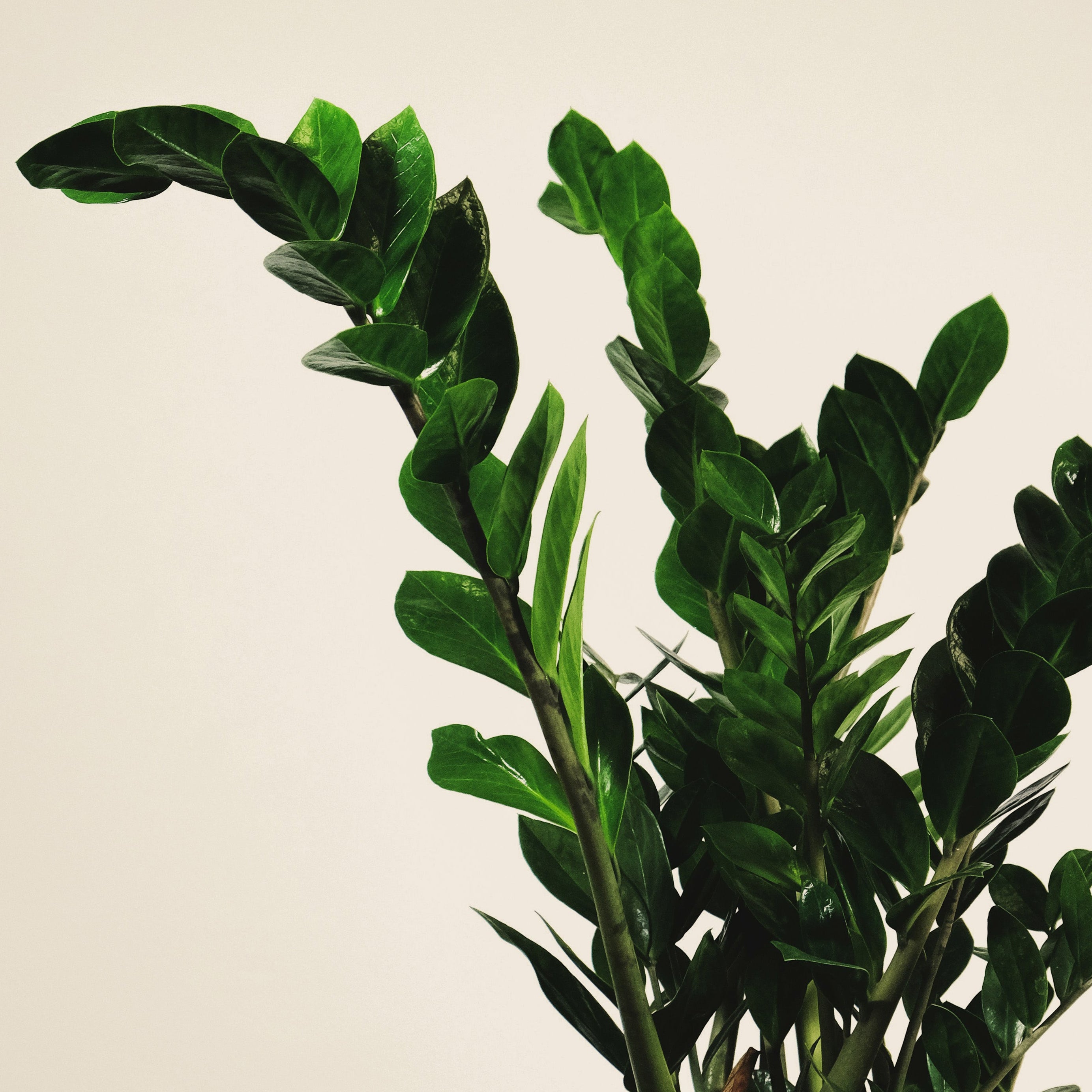 Potted plant held by hands against a plain background
