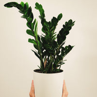 ZZ Plant (Zamioculcas zamiifolia) Large | Low-Light Friendly, Drought Tolerant Indoor Plant