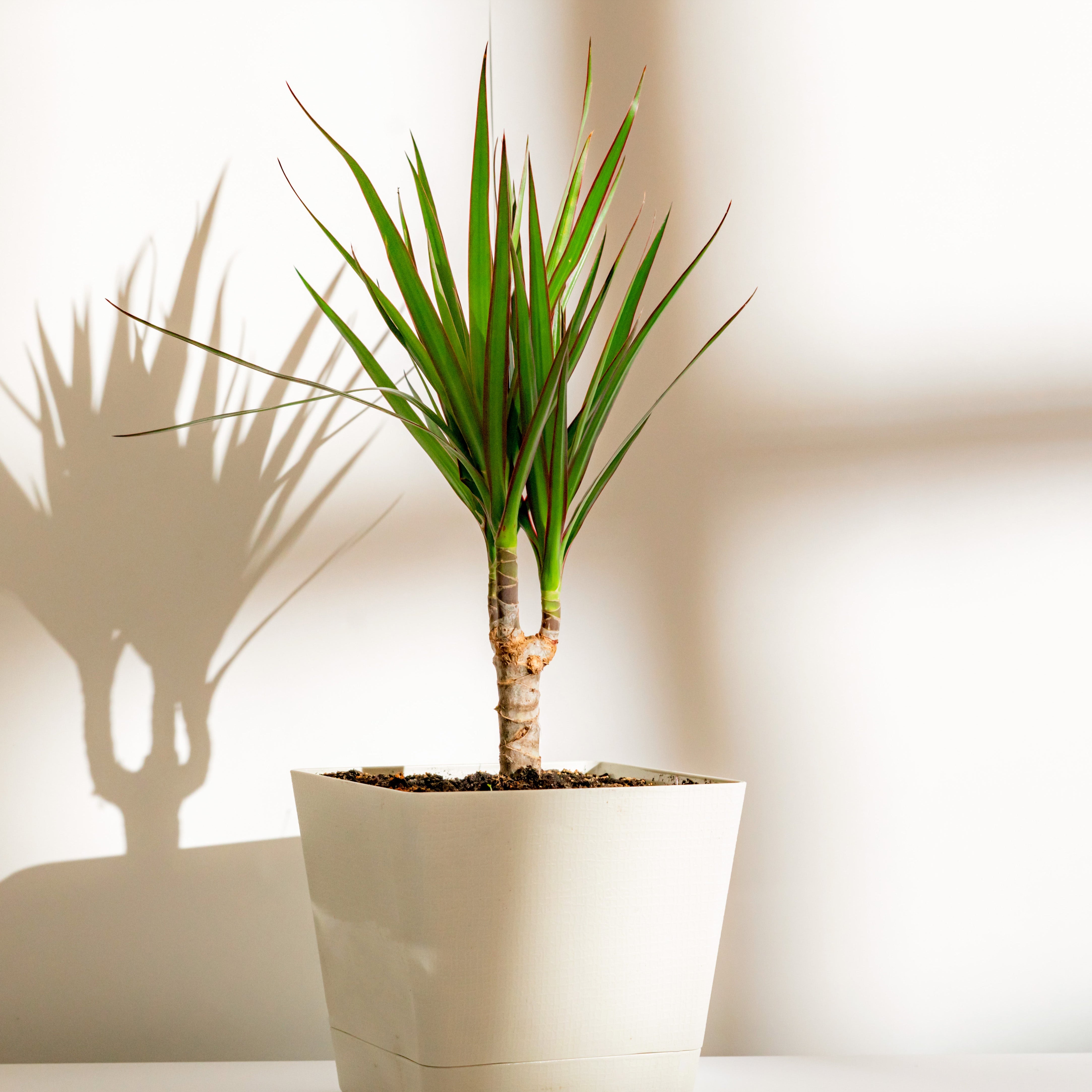 Potted plant with a white background