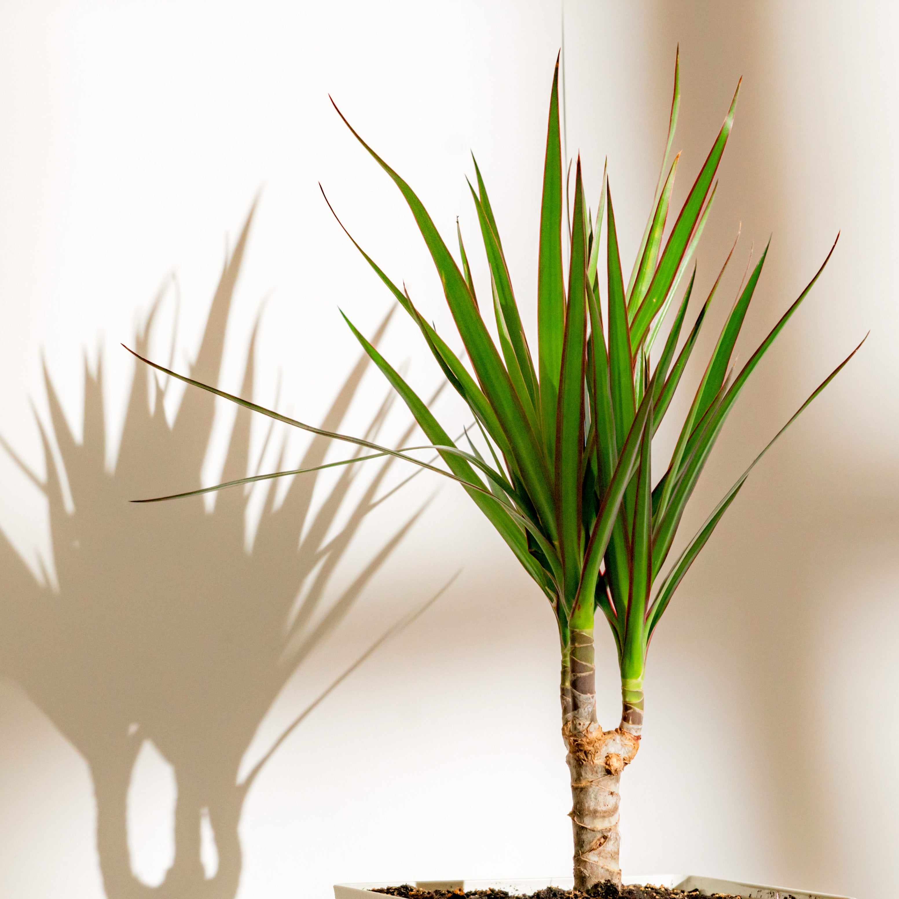 Potted plant with a white background