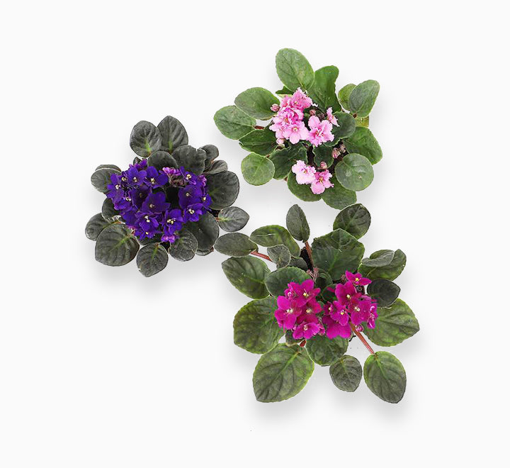 Saintpaulia or African Violets 12 - 15cm