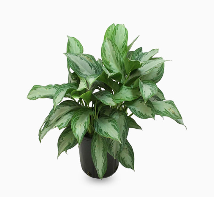 Aglaonema “Silver Queen” Chinese Evergreen Plant