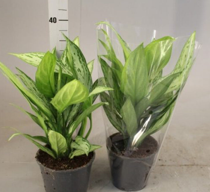 Aglaonema “Silver Queen” Chinese Evergreen Plant