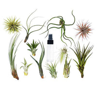 Air Plants Tillandsia Assorted in Hanging Transparent pot "Terrarium" 4-10cm